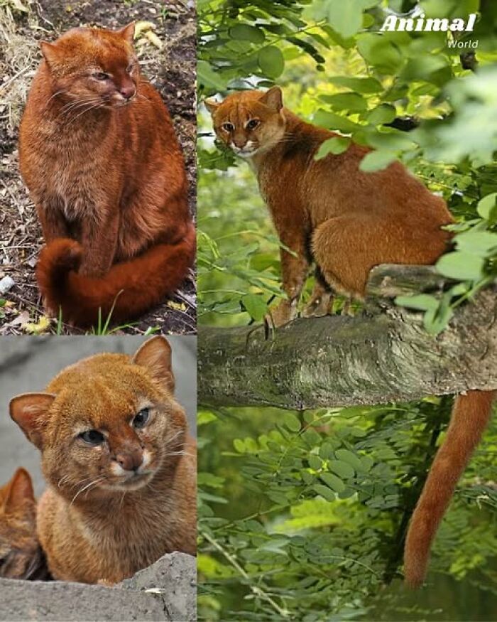 Unique and cute creatures resembling wild cats in natural forest habitat showcasing nature's beautiful surprises
