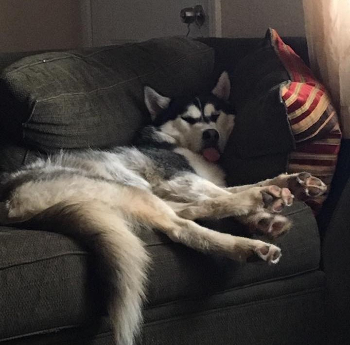 Husky resting on couch with tongue out, showing relaxed posture after owner's loud and clear revenge. - 43