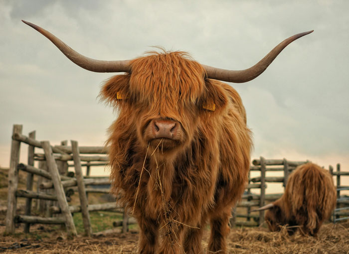 Highland cow in a rustic farm setting, illustrating the most unhinged wedding spends people are sharing for unique events. - 4