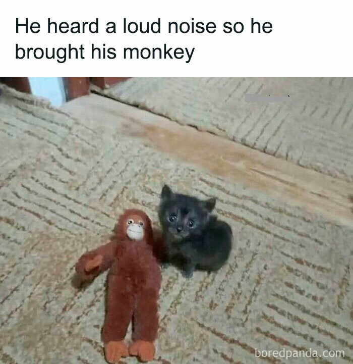 Funny introvert meme featuring a small kitten next to a stuffed monkey after hearing a loud noise.