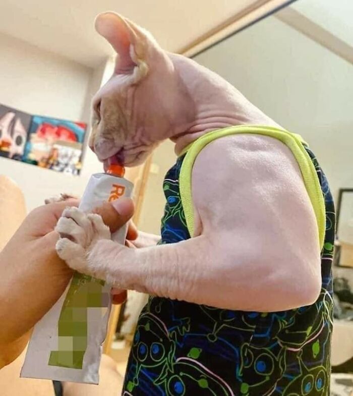 Hairless cat wearing a colorful outfit licking a treat from a tube held by a person indoors, funny cat moments.