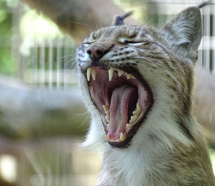 Close-up of a lioness with mouth wide open, showcasing sharp teeth and tongue inside a zoo enclosure.