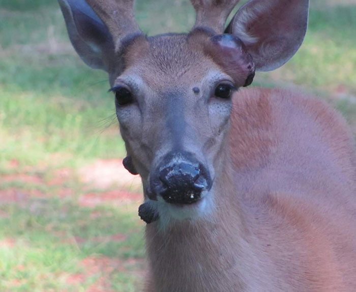 Close-up of a mutant deer showing eerie flesh bubbles on its face, raising fears of an animal outbreak in the US.