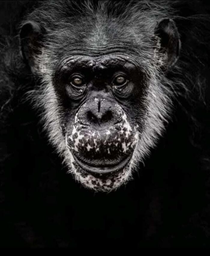 “From Skopje Zoo To The World: How My Wildlife Photos Captivated Global Media Without Ever Leaving Macedonia”