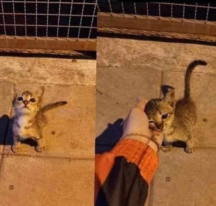 Tiny tabby kitten looking up and being gently petted on a sidewalk in adorable cat pics and stories.