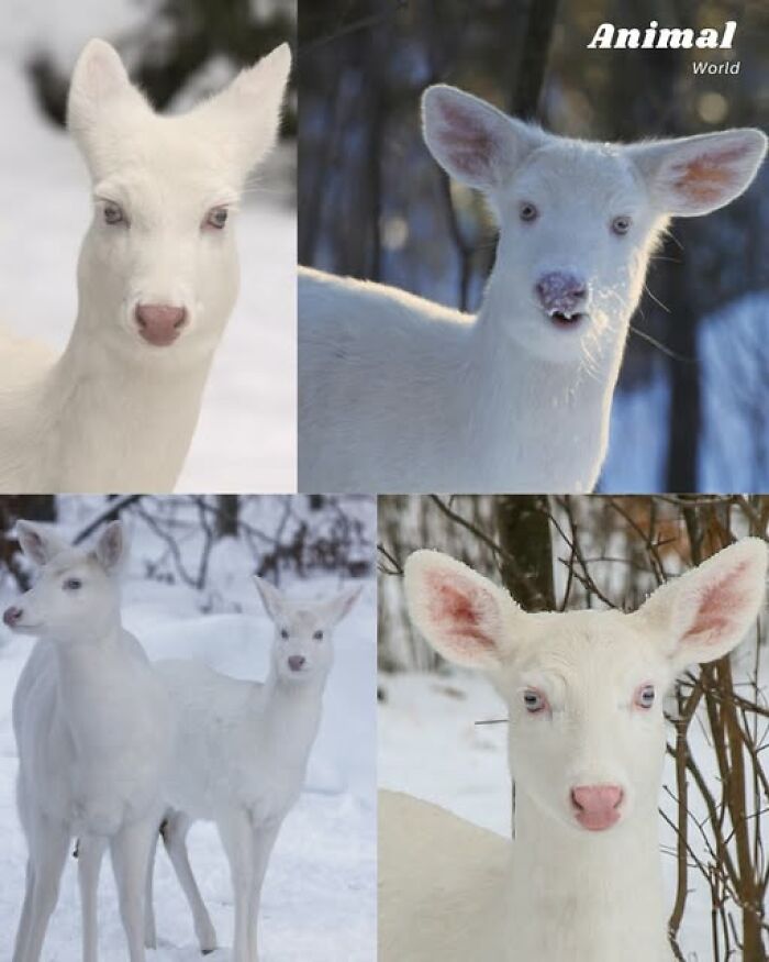 Unique and cute creatures in snowy forest, showcasing nature's beautiful surprises with rare white deer in winter landscape.