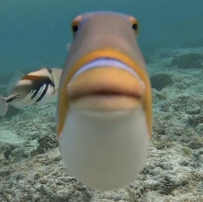 Close-up of a goofy fish underwater, part of hilariously chaotic animal pics showing funny marine life moments.