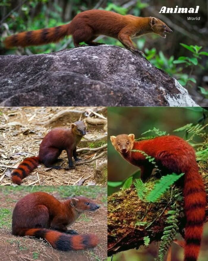 Collage of unique and cute creatures with reddish fur and striped tails in natural forest habitats showcasing beautiful wildlife.