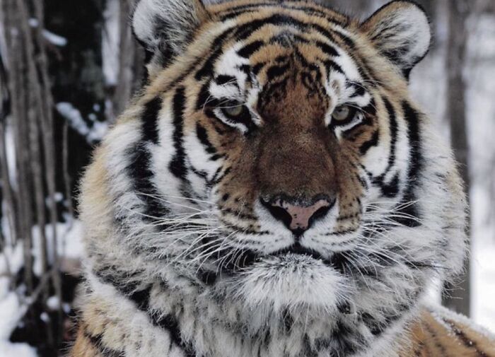 Close-up of a tiger in a snowy forest, an unsettling image reflecting morbid knowledge themes from an online group.