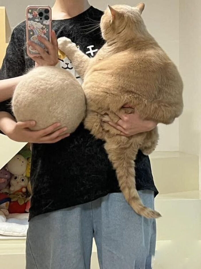 Person holding a fluffy cat beside a round cat-shaped cushion, showcasing adorable and wholesome cat moments.