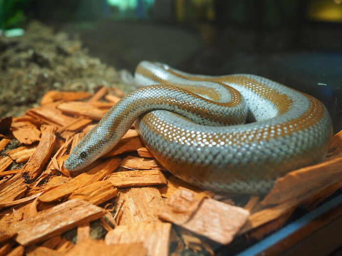 Smooth-scaled snake resting on wood chips, illustrating one of the wildest things school kids pulled off with confidence.
