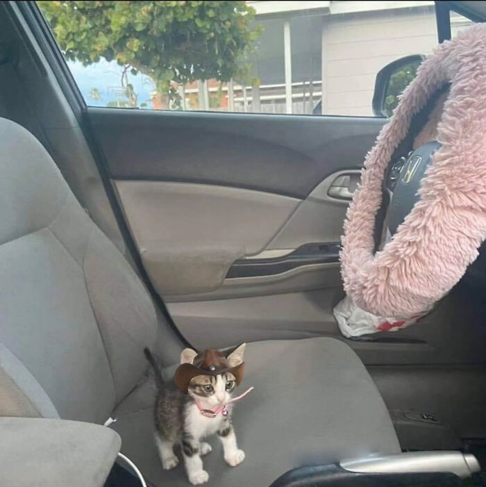 Kitten wearing a small cowboy hat sitting on a car seat, showcasing adorable and wholesome cat moments.