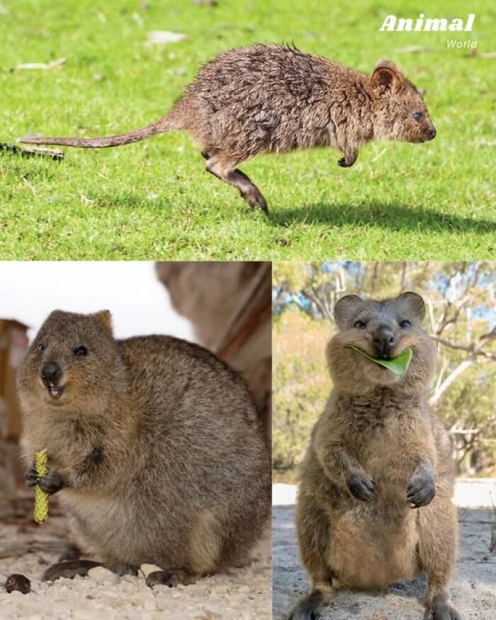 Quokkas, unique and cute creatures in nature, shown in various poses highlighting their charming and surprising features.