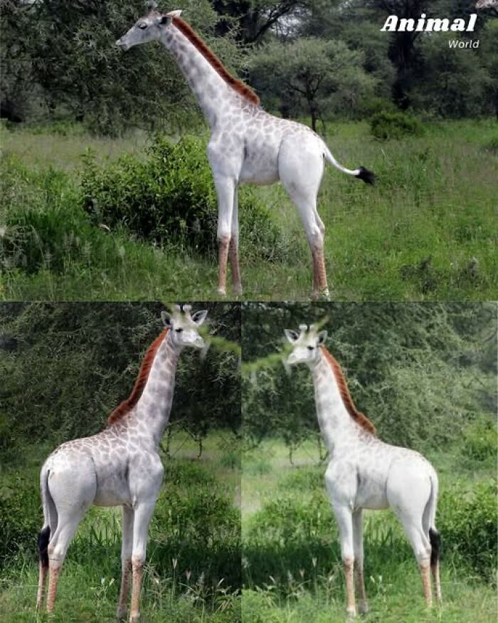 Rare albino giraffe standing in lush green habitat, showcasing one of nature’s unique and cute creatures in the wild.
