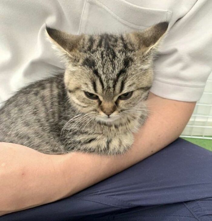 Tabby kitten resting comfortably in a person's arms, showcasing adorable and wholesome cat moments and pics.
