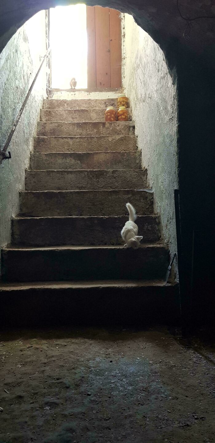 Stone staircase with jars on steps and white cat descending, light from above creating a Renaissance masterpiece effect.
