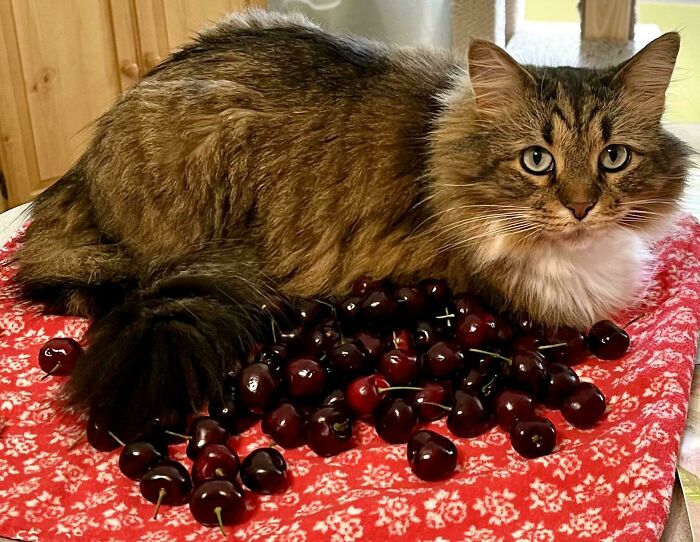 Tabby cat lying on a red patterned cloth surrounded by dark cherries, resembling accidental renaissance photography style.