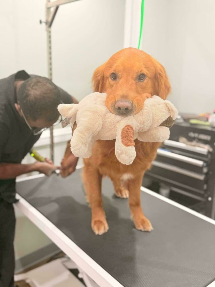 Golden retriever holding a stuffed toy in its mouth while getting groomed on a grooming table.