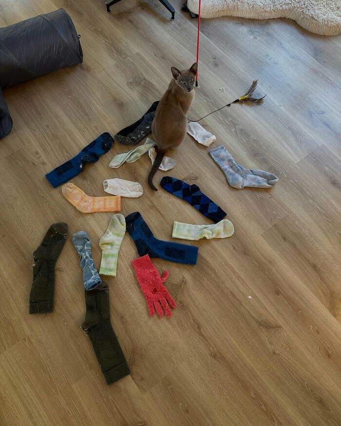 Cat sitting among stolen laundry socks on wooden floor with a feather toy nearby showing unusual cat laundry stealing behavior - 6
