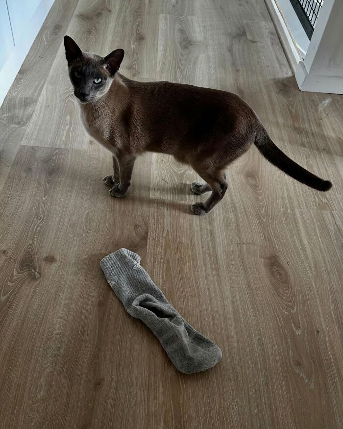 Brown cat standing on wooden floor next to a single gray sock, known for stealing laundry in the neighborhood. - 4