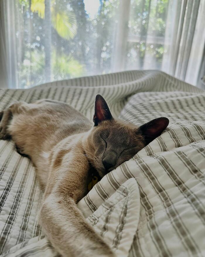 Cat sleeping stretched out on striped laundry with sunlight and a sheer curtain in the background in a cozy setting - 13
