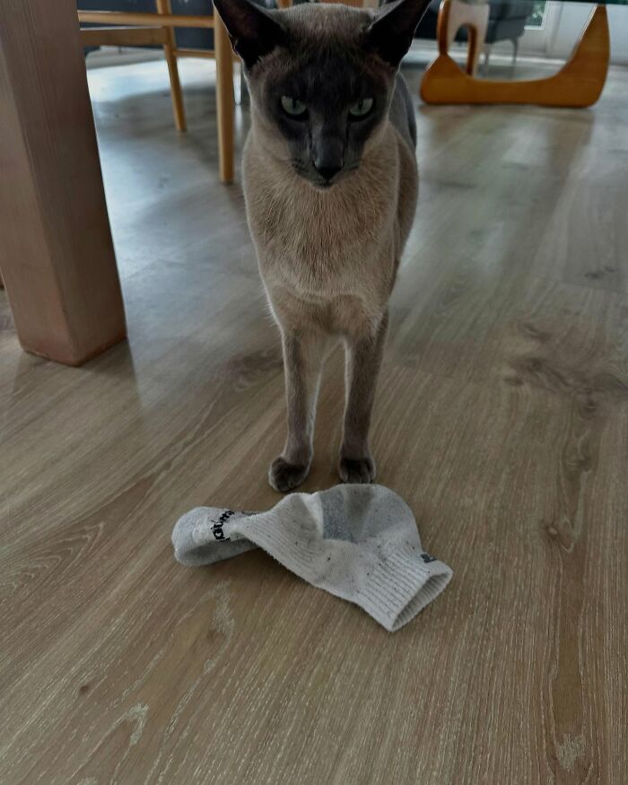 Siamese cat standing on wooden floor with a stolen white sock, known for stealing laundry in the neighborhood. - 15
