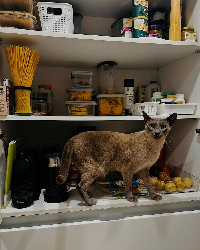 Siamese cat standing on kitchen shelf among food containers, illustrating cat stealing laundry and household items. - 10