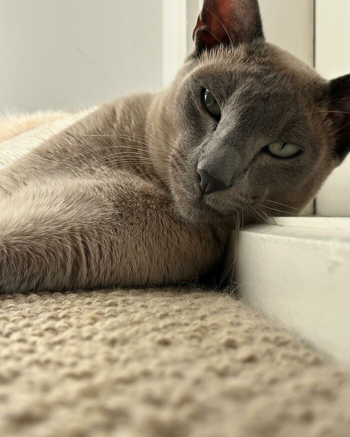 Close-up of a cat lying on a carpet, known for stealing laundry and prompting a neighborhood WhatsApp group. - 12