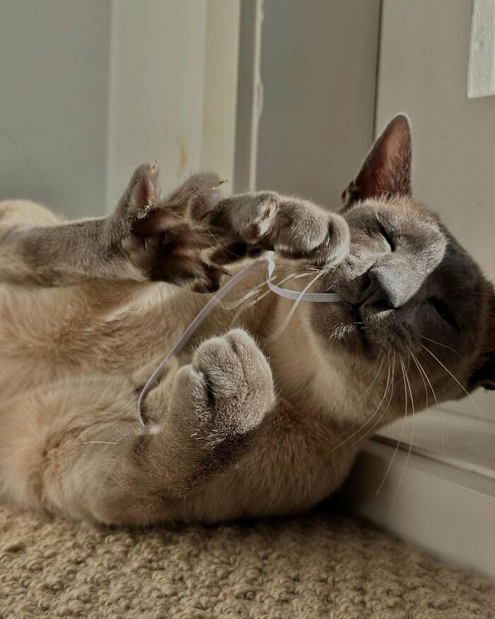 Cat stealing laundry while lying on carpet near a wall, showing playful behavior and holding a white string in its mouth. - 16