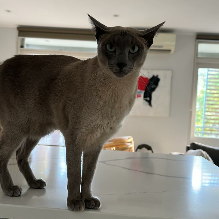 Siamese cat standing on a white kitchen counter known for stealing laundry in the neighborhood. - 11