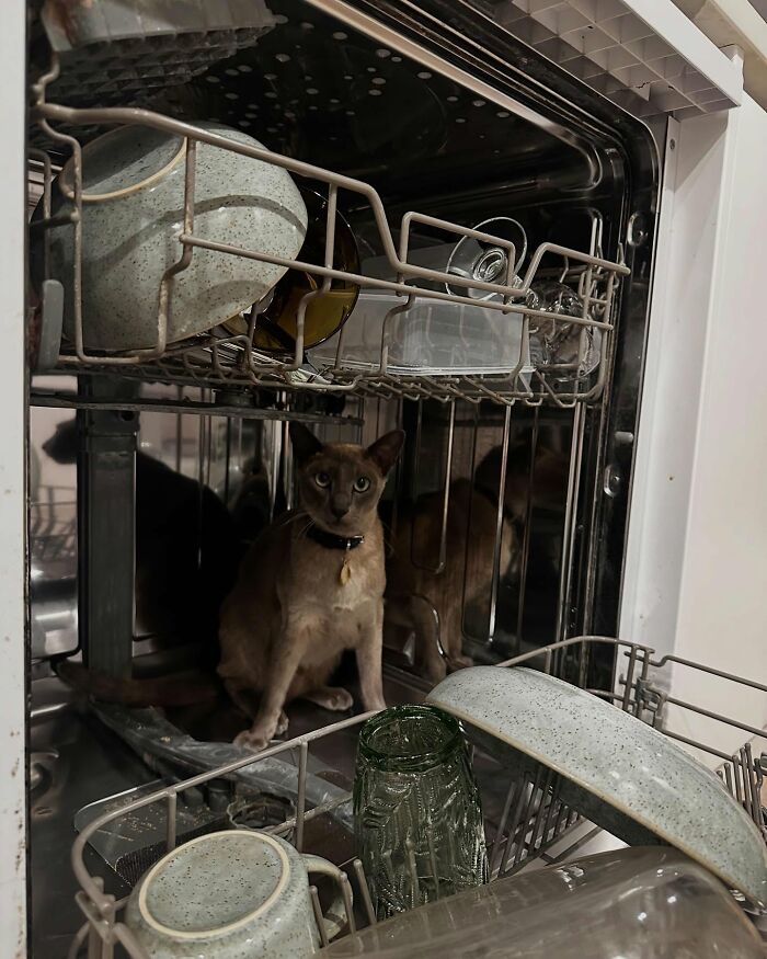 Cat sitting inside a dishwasher, highlighting mischievous behavior related to a cat stealing laundry in the neighborhood. - 2