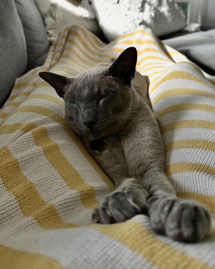 Gray cat sleeping stretched out on yellow and white striped laundry, known for stealing laundry in the neighborhood. - 14