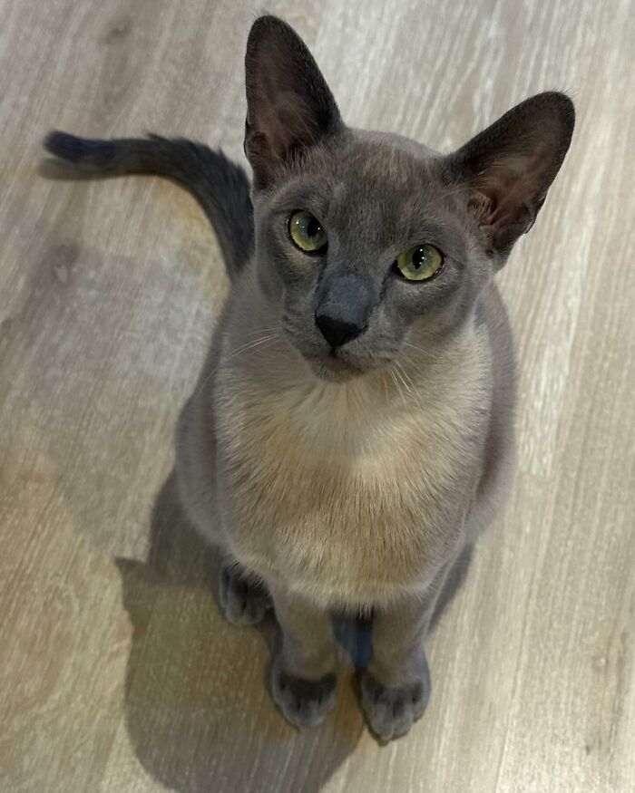 Gray cat with green eyes sitting on wooden floor, known for stealing laundry and causing neighborhood WhatsApp group creation. - 1