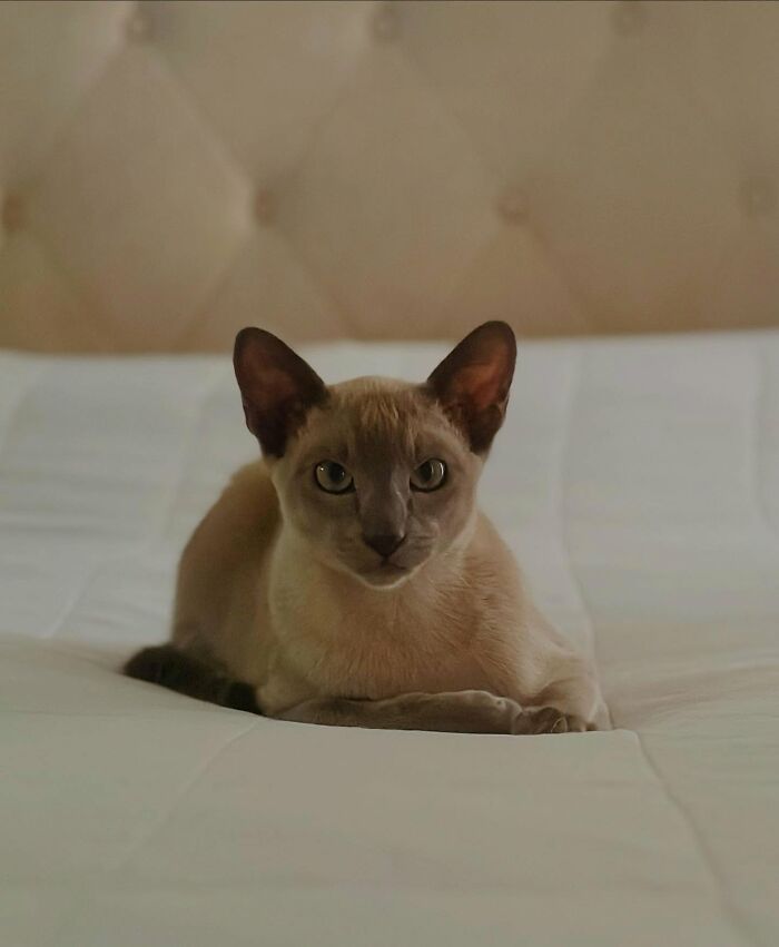 Cat lying on a bed, looking directly at the camera, relating to a cat that steals laundry in the neighborhood. - 17