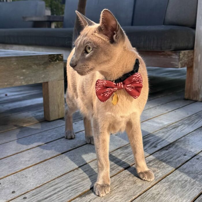 Cat wearing a red bow tie standing on wooden deck, known for stealing laundry and sparking a neighborhood WhatsApp group. - 5