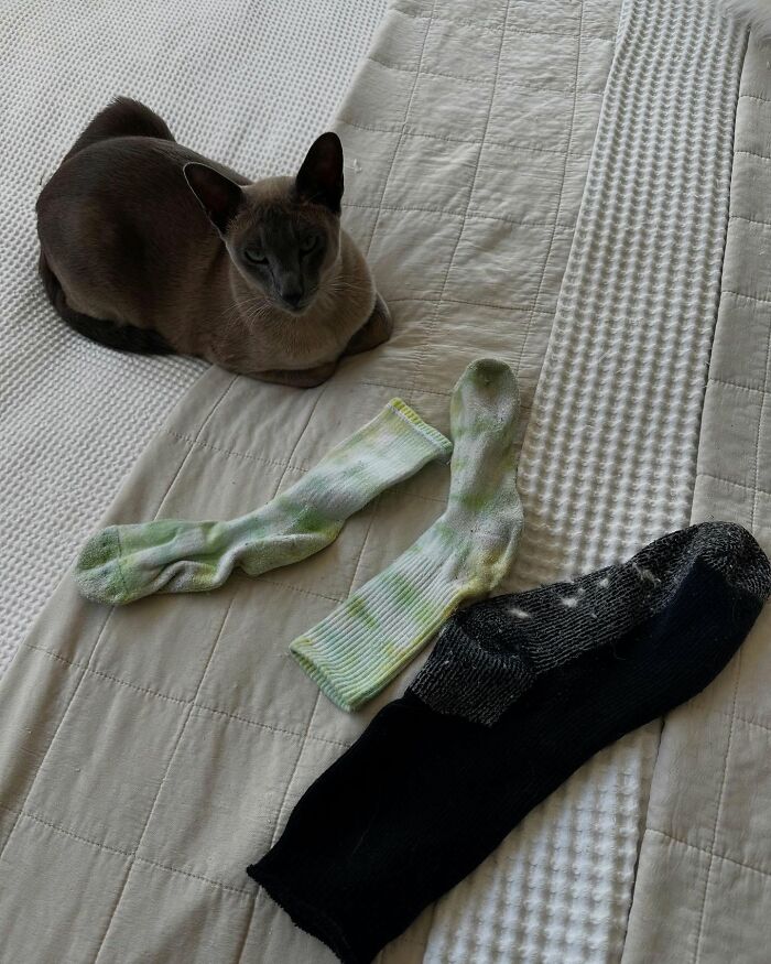Cat lying next to stolen laundry socks on bed, showcasing mischievous behavior in a neighborhood setting. - 3