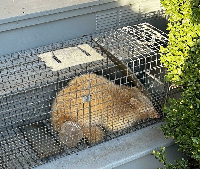 Large brown rodent trapped inside a wire cage outside a home, illustrating the weirdest things seen in someone else’s home. - 28