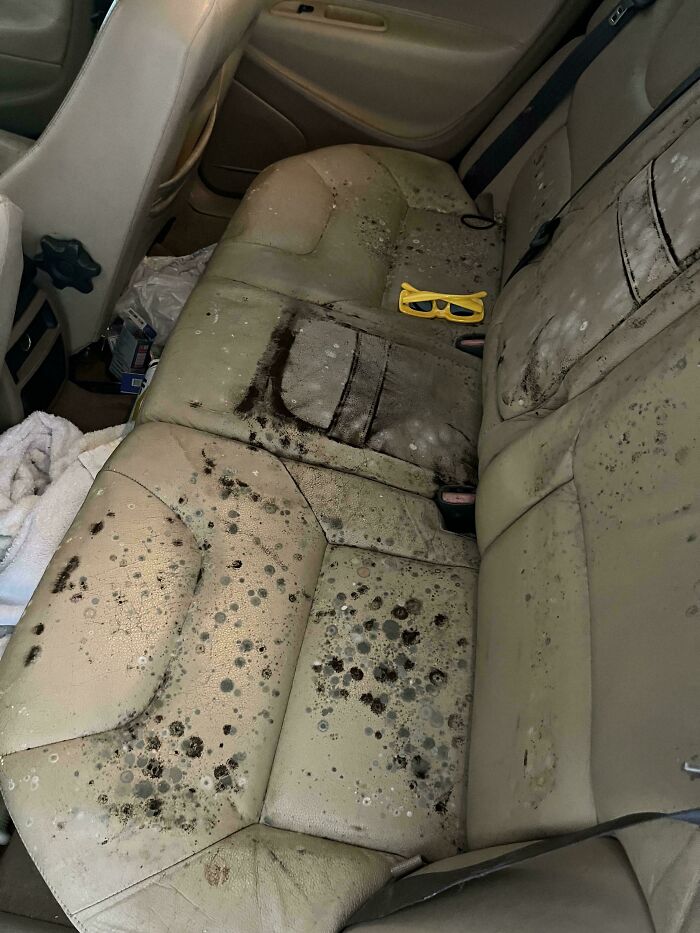 Car back seat covered in mold and dirt illustrating wild effects of Mother Nature doing its own terms.