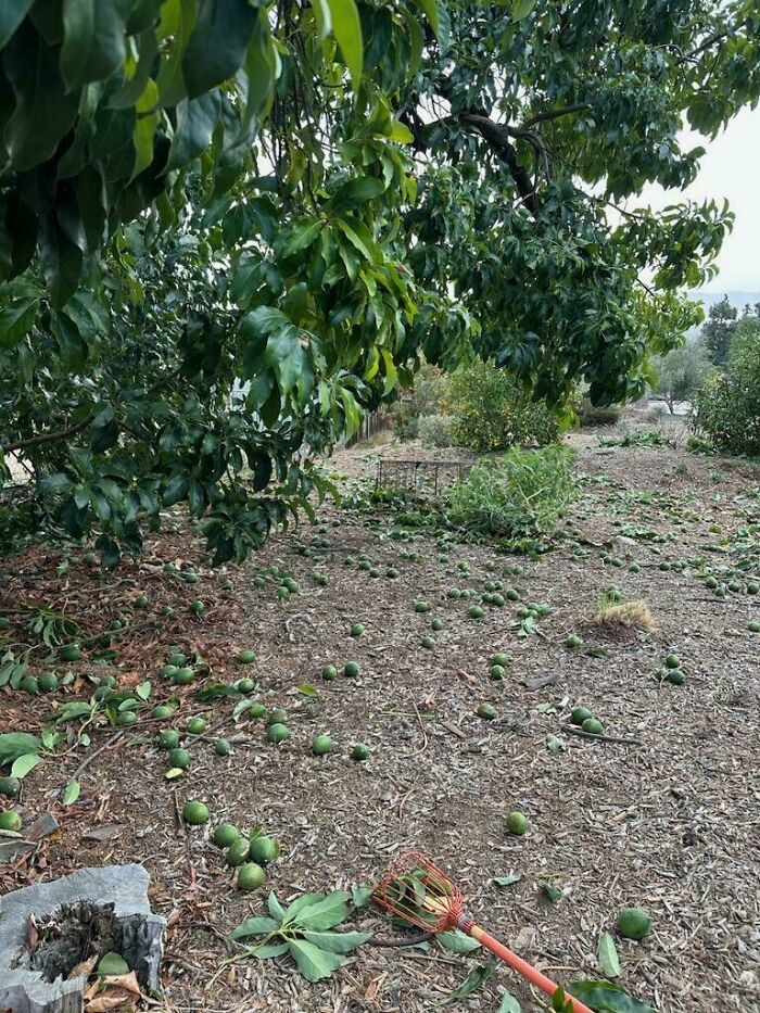 Green fruits scattered on the ground beneath a leafy tree in a wild nature scene showing mother nature’s power.
