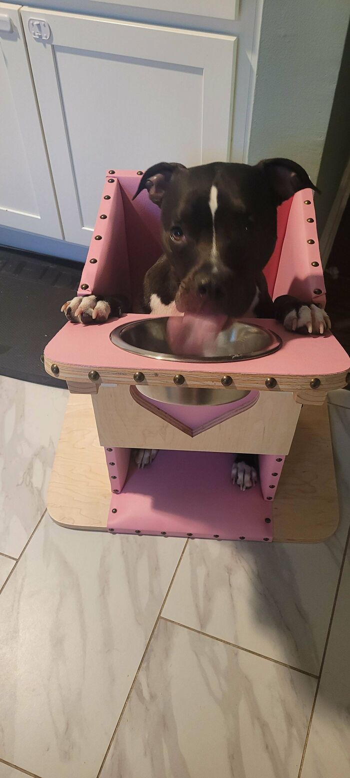 Black and white dog licking from a bowl in a pink feeding chair, showcasing goofy dog behavior and charm.