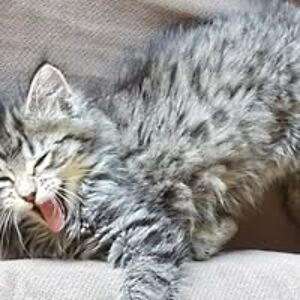 petralreynolds avatar