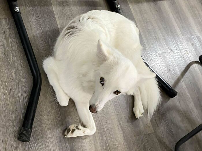 White dog with fluffy fur lying on wooden floor between black chair legs, showing goofy and playful expression.