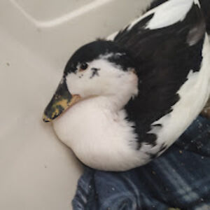 stephaniebordonaro avatar