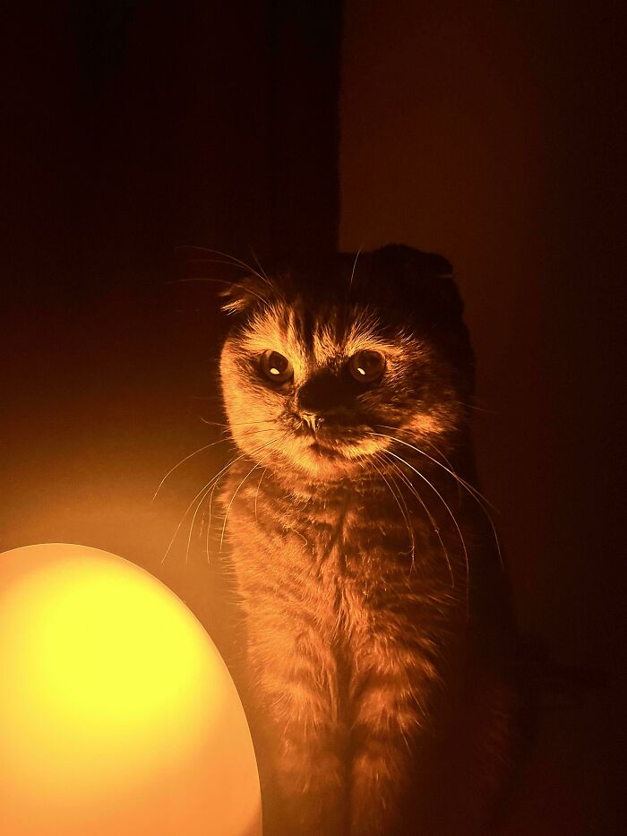 Cat illuminated by warm glowing light in a dark room, creating a beautiful accidental Renaissance photo effect.