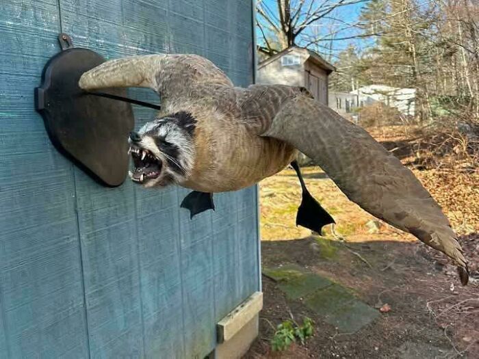 Taxidermy hybrid animal with raccoon head and bird body mounted on outdoor wall, a funny example of awful taste but great e*******n.