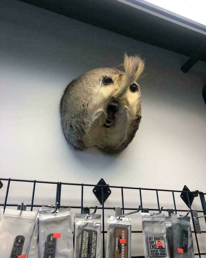 Unique animal taxidermy with an unusual face and tail, showcasing awful taste but great e*******n in humorous display.