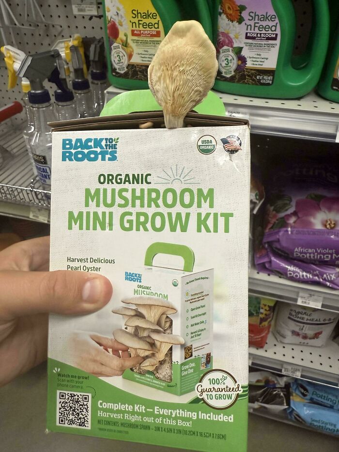 Organic mushroom mini grow kit with a large mushroom sprouting, shown in a store aisle display.