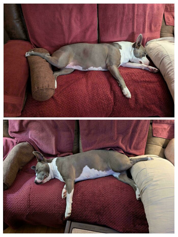 Large dog sleeping stretched out on a red couch showing hilarious goofy dog behavior and relaxed posture.