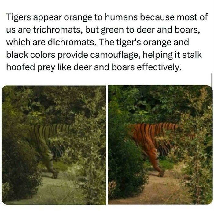 Tigers Appear Green To Certain Animals!