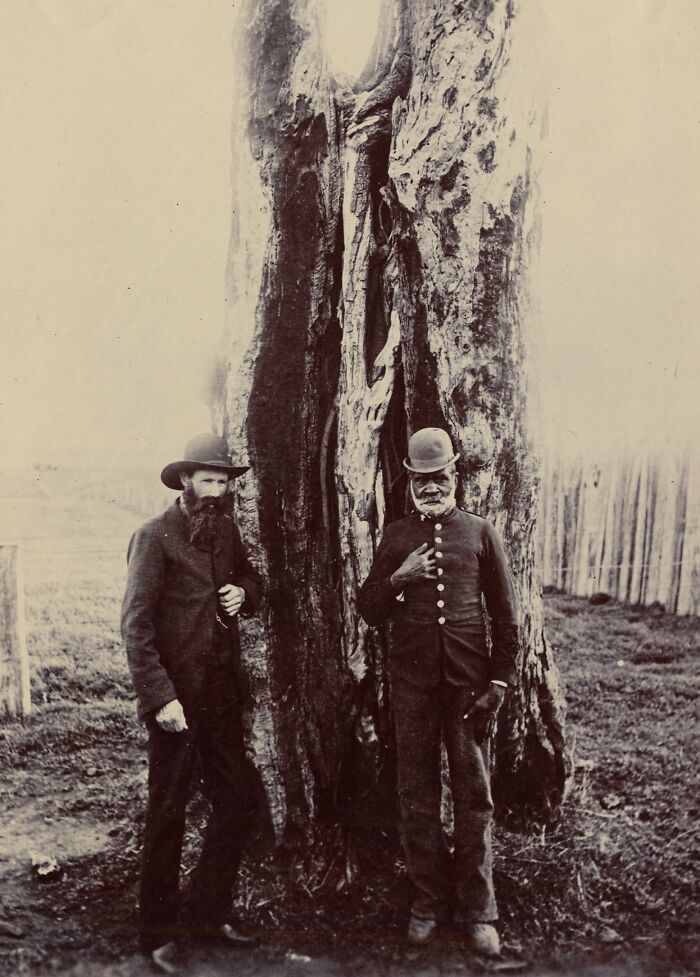Two men standing by a large tree trunk in a rare glimpse of 1900s Indigenous Australians historical photo.